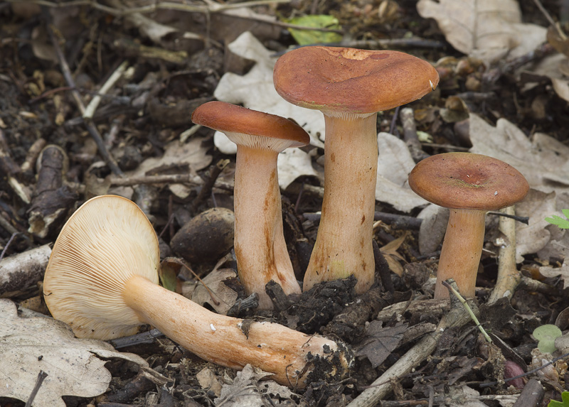 Lactarius fulvissimus